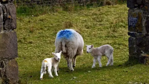 James Carlisle Sheep and lambs