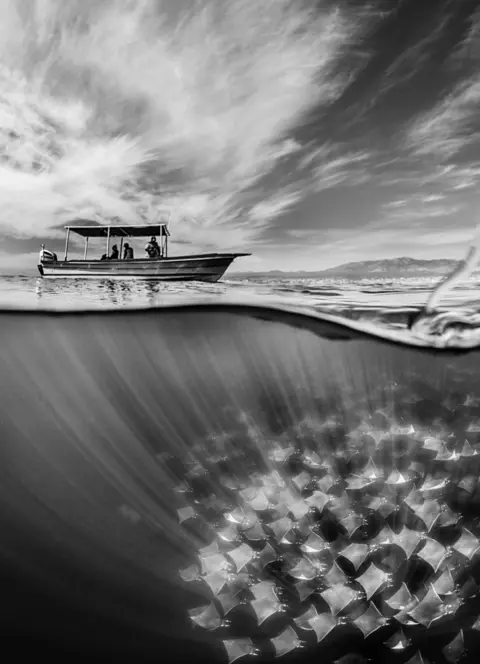 Martin Broen / TPOTY.COM A boat sails above a Mobula ray migration in waters in Baja California, Mexico
