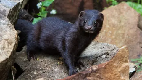 SNH American mink