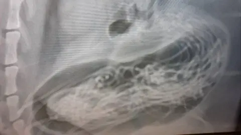 Vetpartners X-ray showing mass in Tiger's stomach