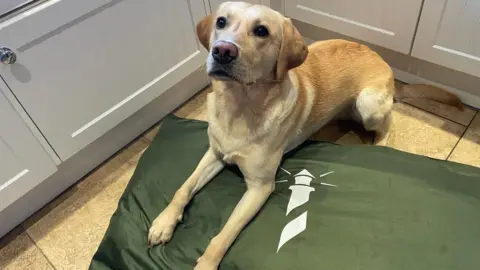 GMP Dog on a bed made from recycled items seized in Operation Vulcan