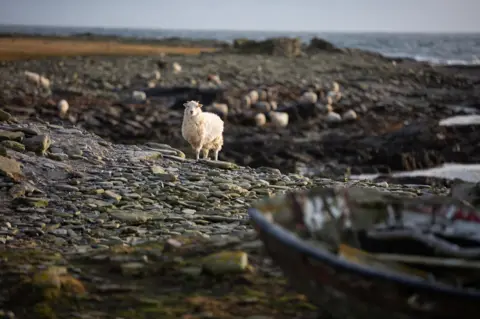 Fionn McArthur Sheep on North Ronaldsay foreshore