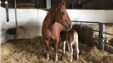 Suffolk punch foal