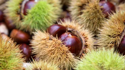 Chestnut-killing wasp threatens major harvest