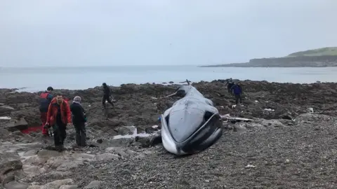 Steve Green Whale on beach