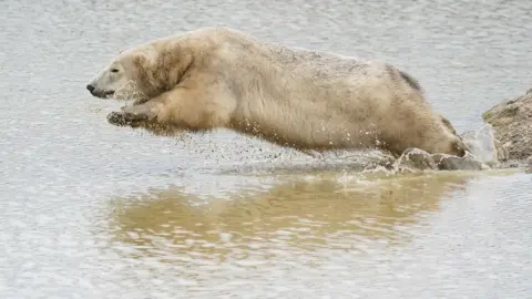 PA Media Hope, polar bear at Peak Wildlife Park