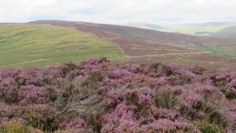 Langholm Initiative Langholm Moor