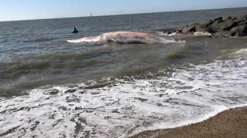 Essex Police Whale on beach