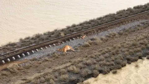 RACHAEL ANDERSON Dead cattle next to floodwater on a cattle station in Julia Creek, Queensland