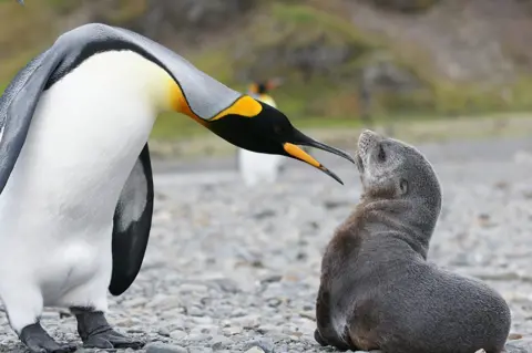 Getty Images Penguin and fur seal