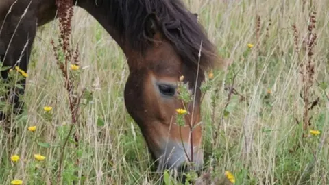 Kate Garnham grazing horse