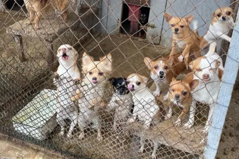 Sunflower Scotland Ukraine dogs