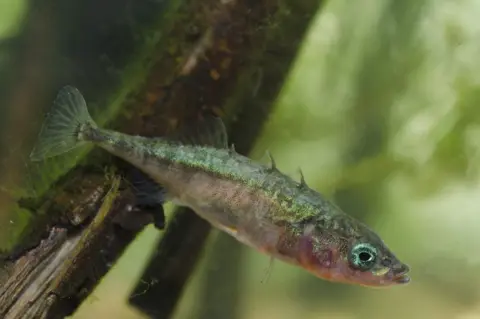 Jack Perks Three-spined stickleback