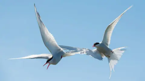 B. G. Thomson/SCIENCE PHOTO LIBRARY Arctic tern