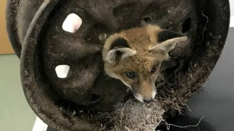 RSPCA fox cub