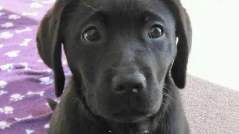 Guide Dogs Cymru Clover as a puppy