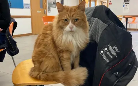 Kerry Stranix Henry the cat in Addenbrooke's Hospital