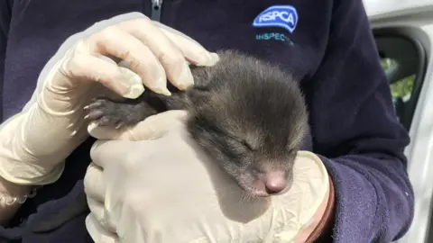 RSPCA Fox cub