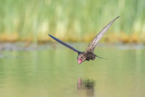 Tzahi Finkelstein/ Bird Photographer of the Year Common Swifts