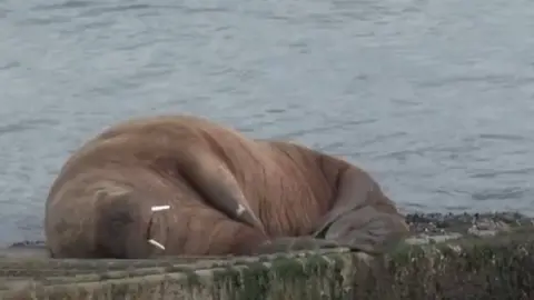 Rhian Field Walrus in Tenby