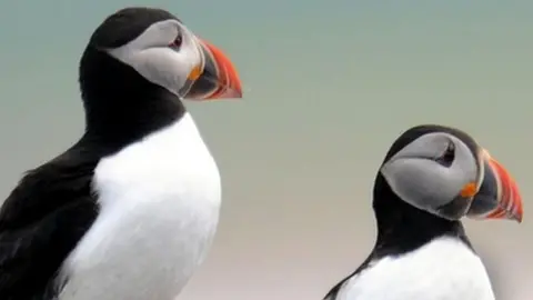 Puffins