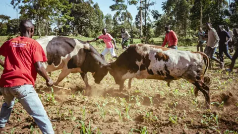 Duncan Moore Bulls starting to fight during a match in western Kenya