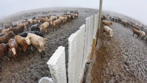 Getty Images cattle