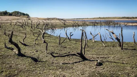 Getty Images The skeletons of old trees.