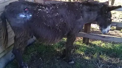 Radcliffe Donkey Sanctuary Jack