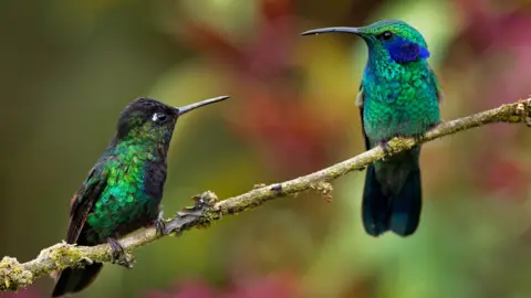 Getty Images birds