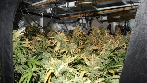 Avon and Somerset Police The cannabis growing