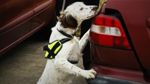 BCH Dog Unit Ruby at work