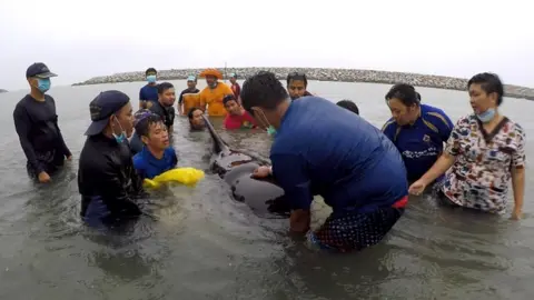 AFP/THAIWHALES Pilot whale off Thailand