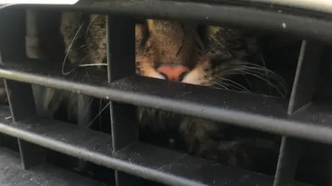 RSPCA Cat trapped in car vent