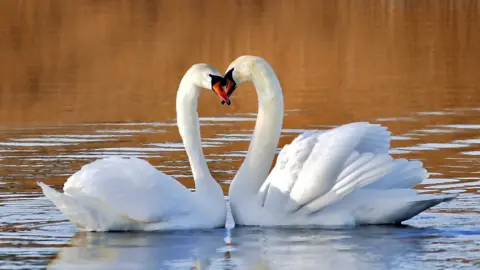 Getty Images two swans forming a heart with their necks