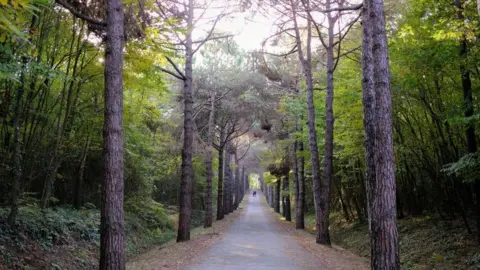 Getty Images Visitors walk on a walking track in Belgrad Forest on an autumn day in Istanbul, Turkey