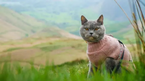 Jess Young Moss the Cat