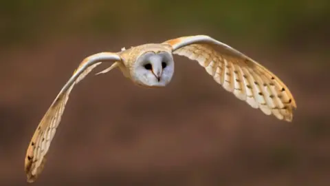 North Somerset Bird of Prey Centre Barn owl