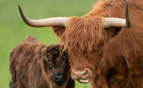 Joe Giddens/PA Highland cow and calf at Wicken Fen nature reserve