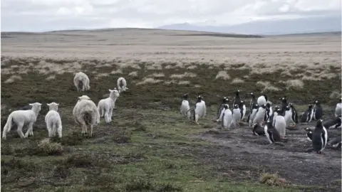 Getty Images Penguins and sheep near Berthas Beach, Falkland Islands