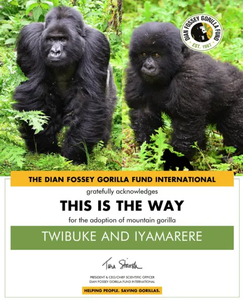 Devin Owen Gorillas Twibuke and Iyamarere pictured as part of a charity adoption certificate.