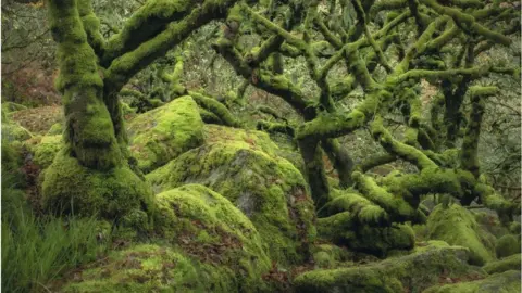 Getty Images Wistman's Wood