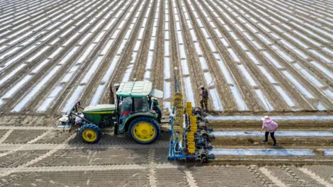 Getty Images Cotton field in Xinjiang