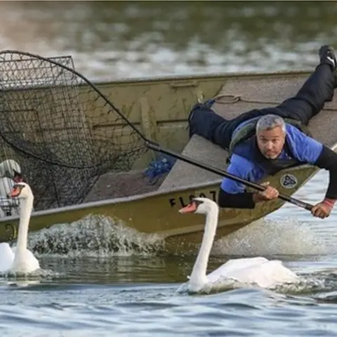 City of Lakeland The swans being netted