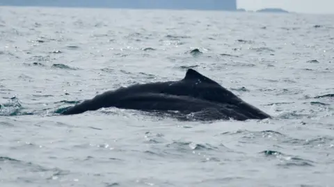 Ffion Ress - Falcon Boats The humpback whale