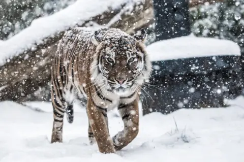 ZSL Tiger walking in snow