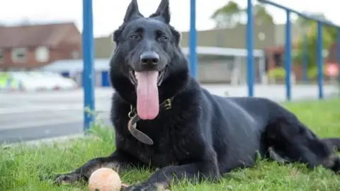 Merseyside Police Deema the police dog