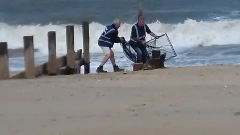 Friends of Horsey Seals Seal being rescued