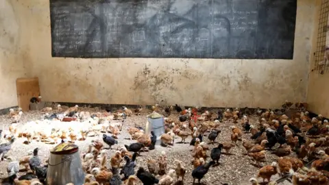 Reuters Chicks are seen in a classroom converted into a poultry house