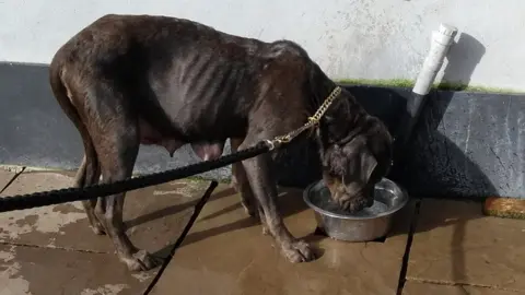 Dog at the puppy farm